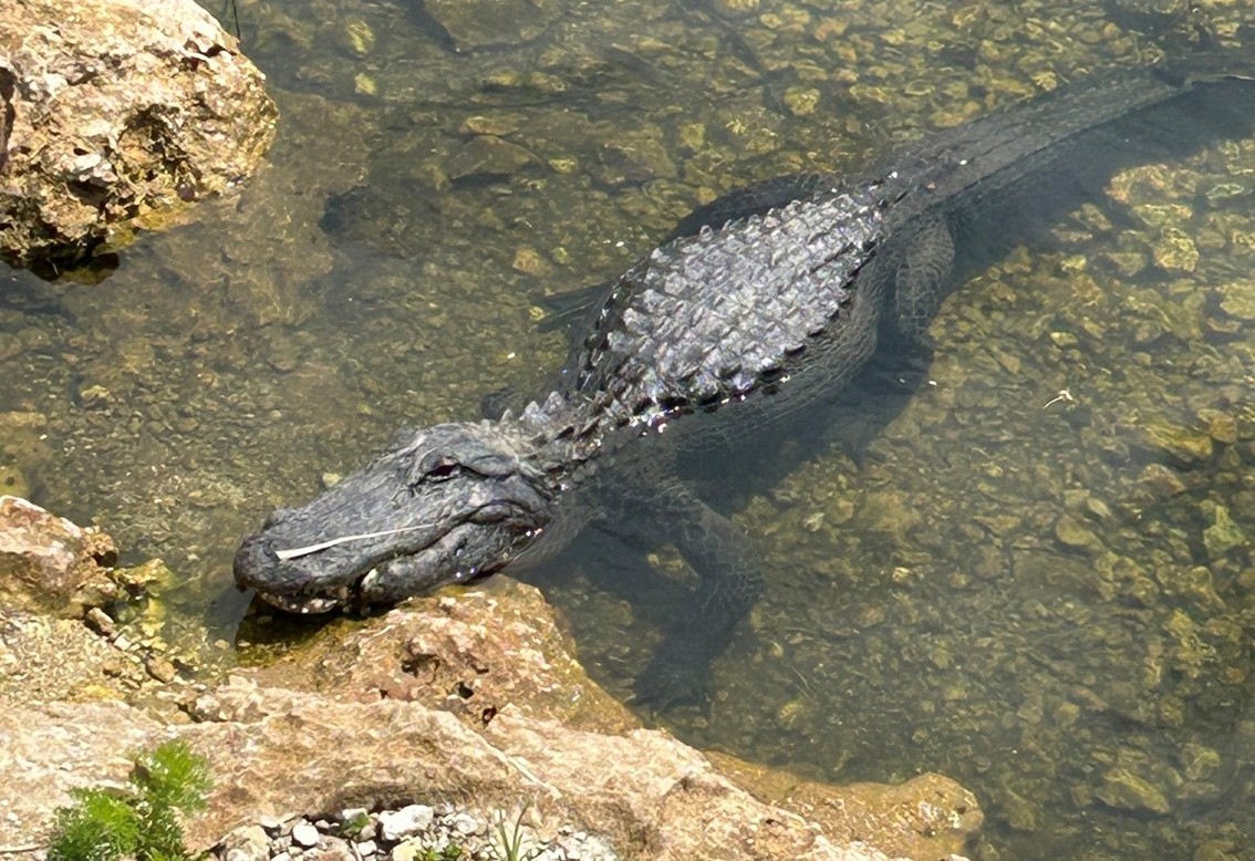 An alligator in shallow water beside a rocky bank