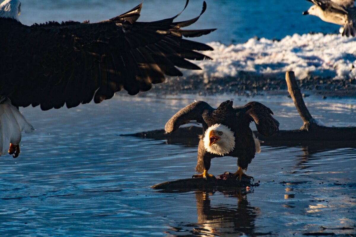 Bald eagles gather along the Chilkat River near Haines, Alaska.
