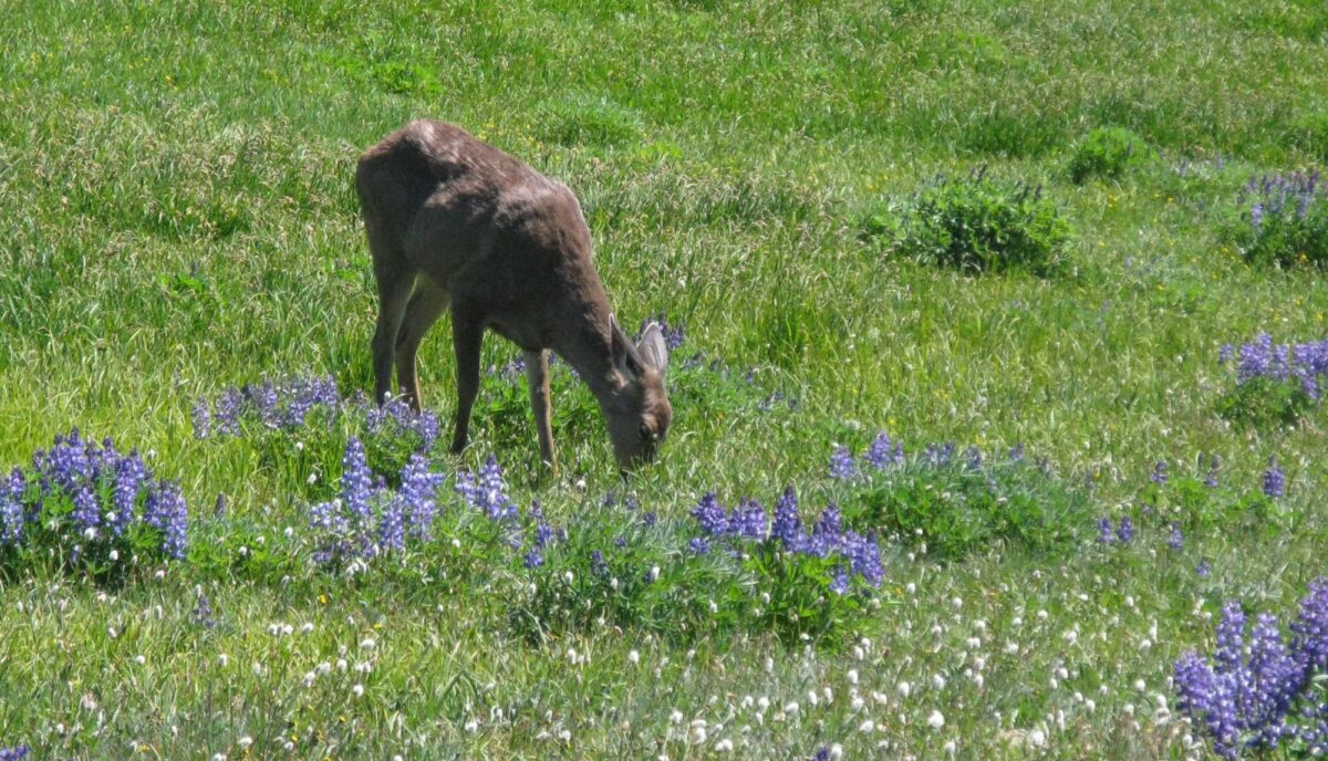 Blacktail deer fawn grazing in Olympic National Park