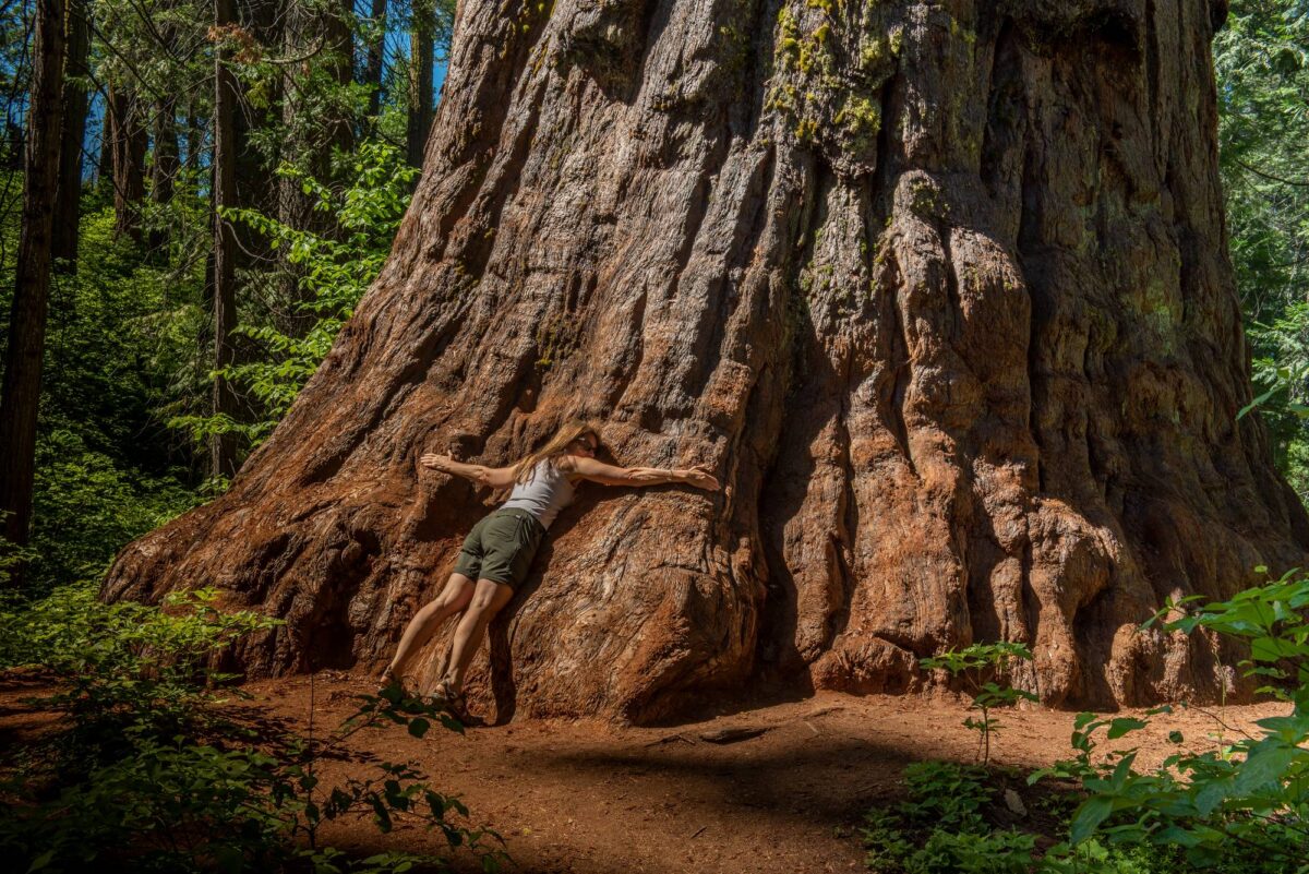 Woman embracing the trunk of a giant sequoia tree at Calaveras Big Trees State Park in Northern California.