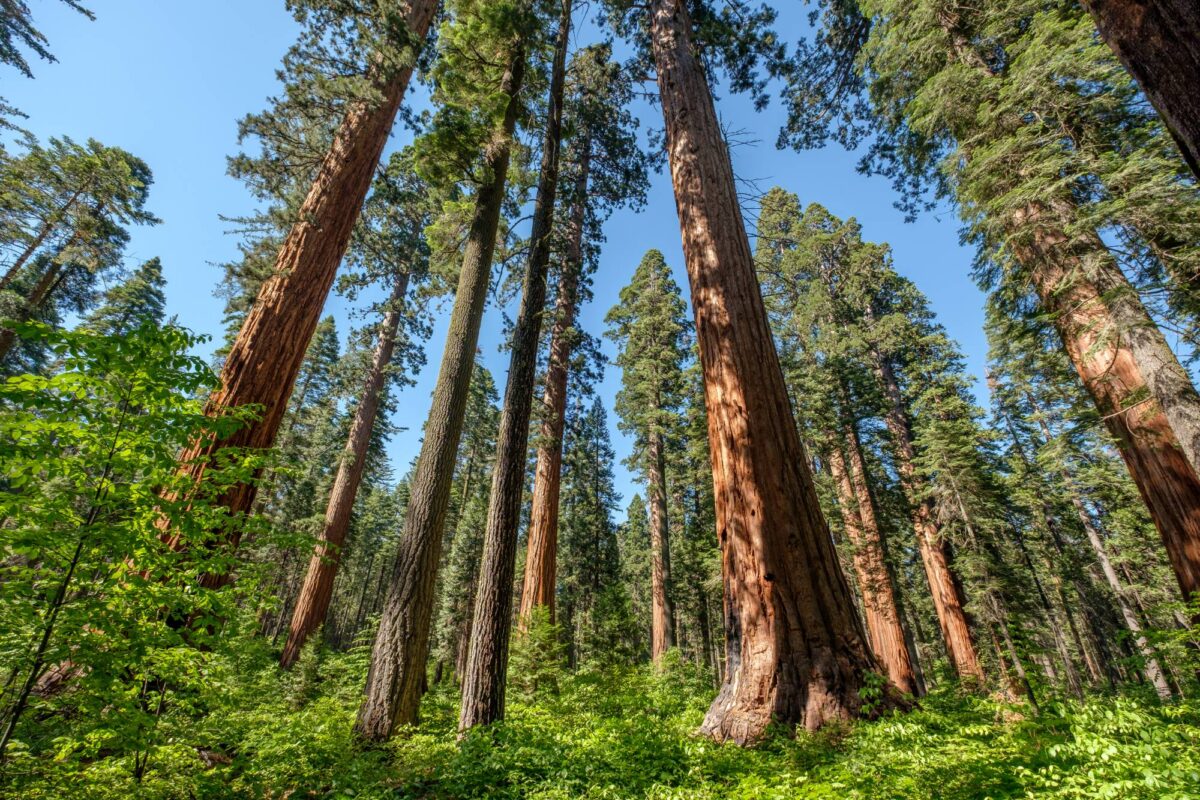 Giant sequoia tree at Calaveras Big Trees State Park in California