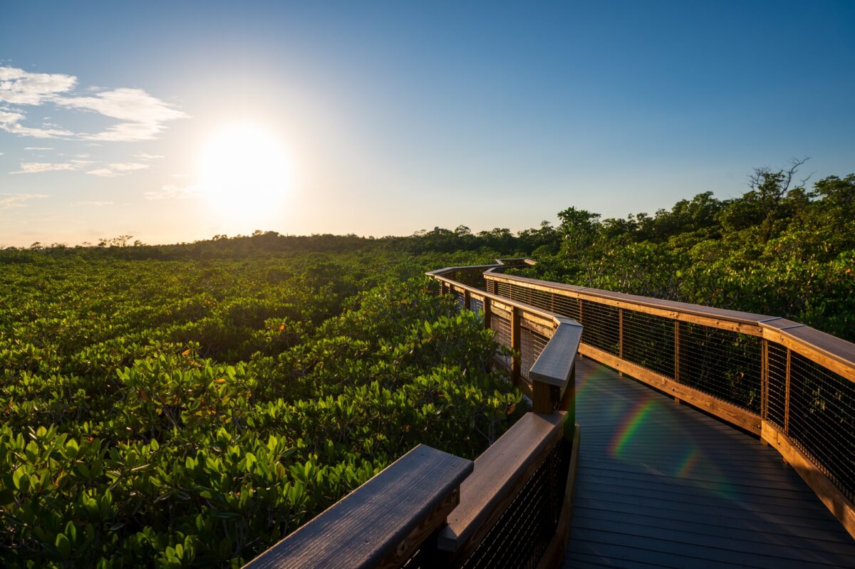 Wooden boardwalk winding through green mangroves at John Pennekamp Coral Reef State Park in Florida