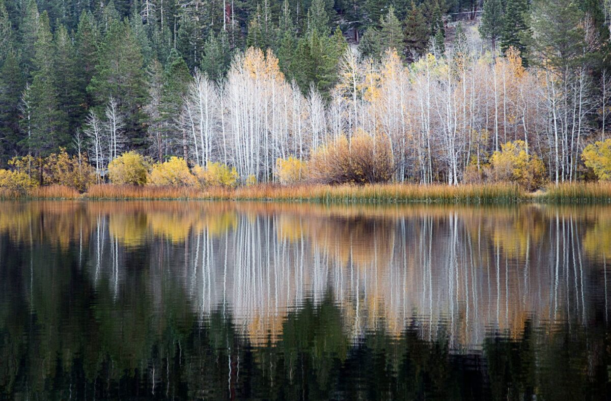 Golden autumn trees and white-barked aspens reflected in the calm waters of June Lake, California
