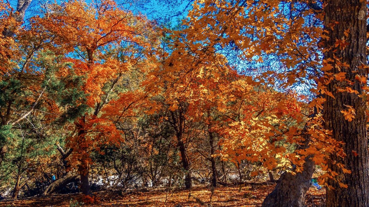 Autumn foliage at Lost Maples State Natural Area in Texas