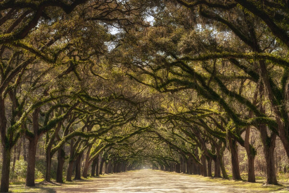 Long dirt avenue beneath an arching canopy of live oak trees draped in Spanish moss
